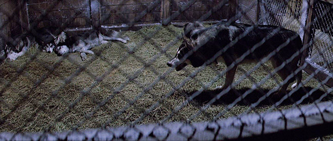 The Thing prepares to conquer a microcosm: a dog kennel in an Antarctic research station.